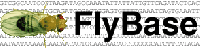 FlyBase Opening